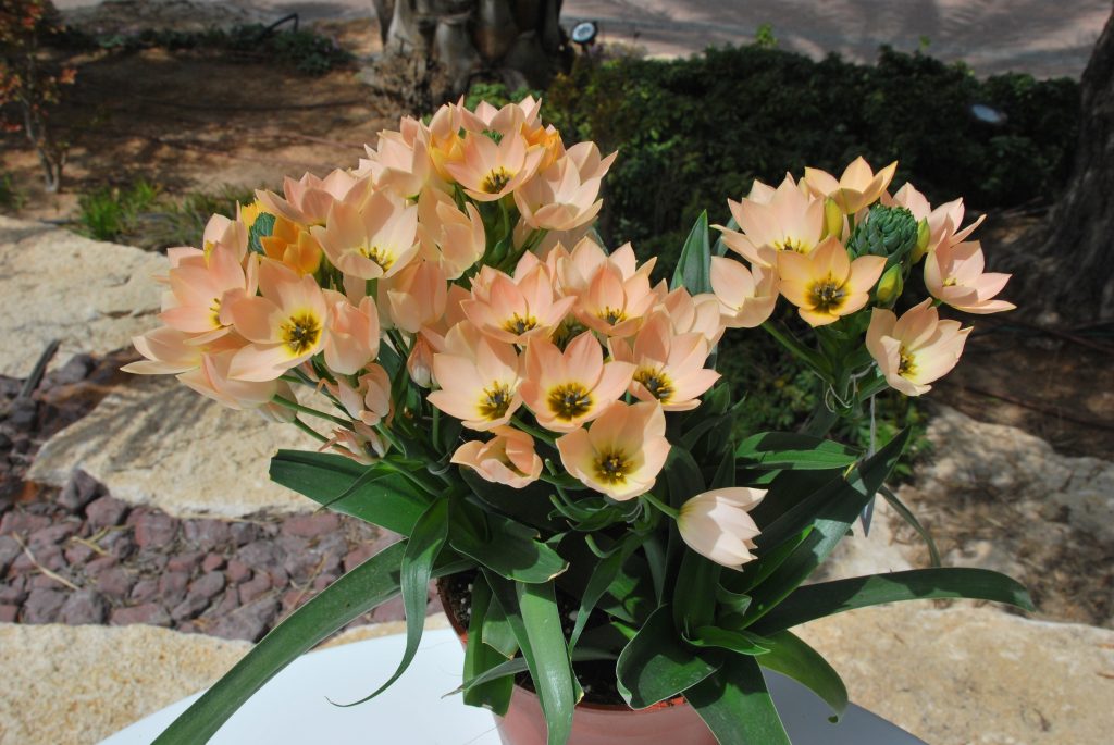 dubium Pink