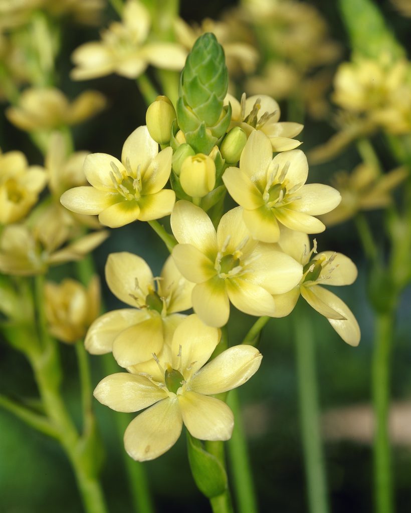 dubium Yellow