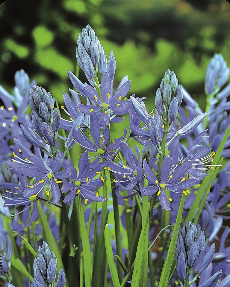 Camassia esculenta, spikes of rich blue star flowers