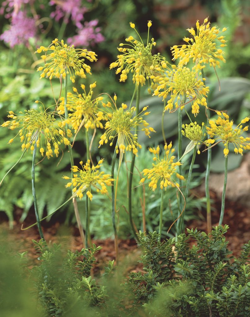 flavum