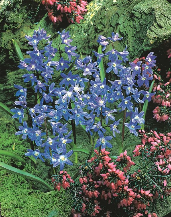 forbesii