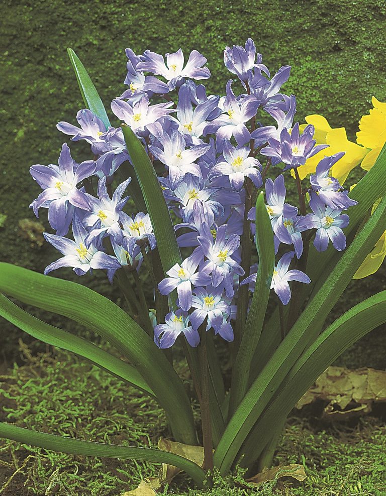 Chionodoxa forbesii Blue Giant