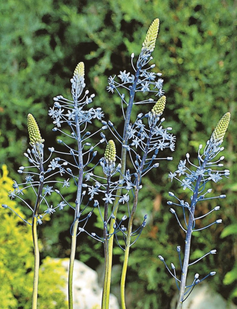 hyacinthoides Blue Arrow