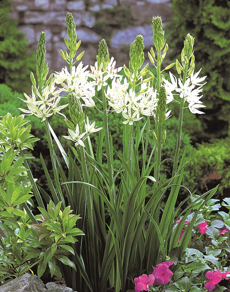 Camassia leichtlinii Alba, creamy white star flowers
