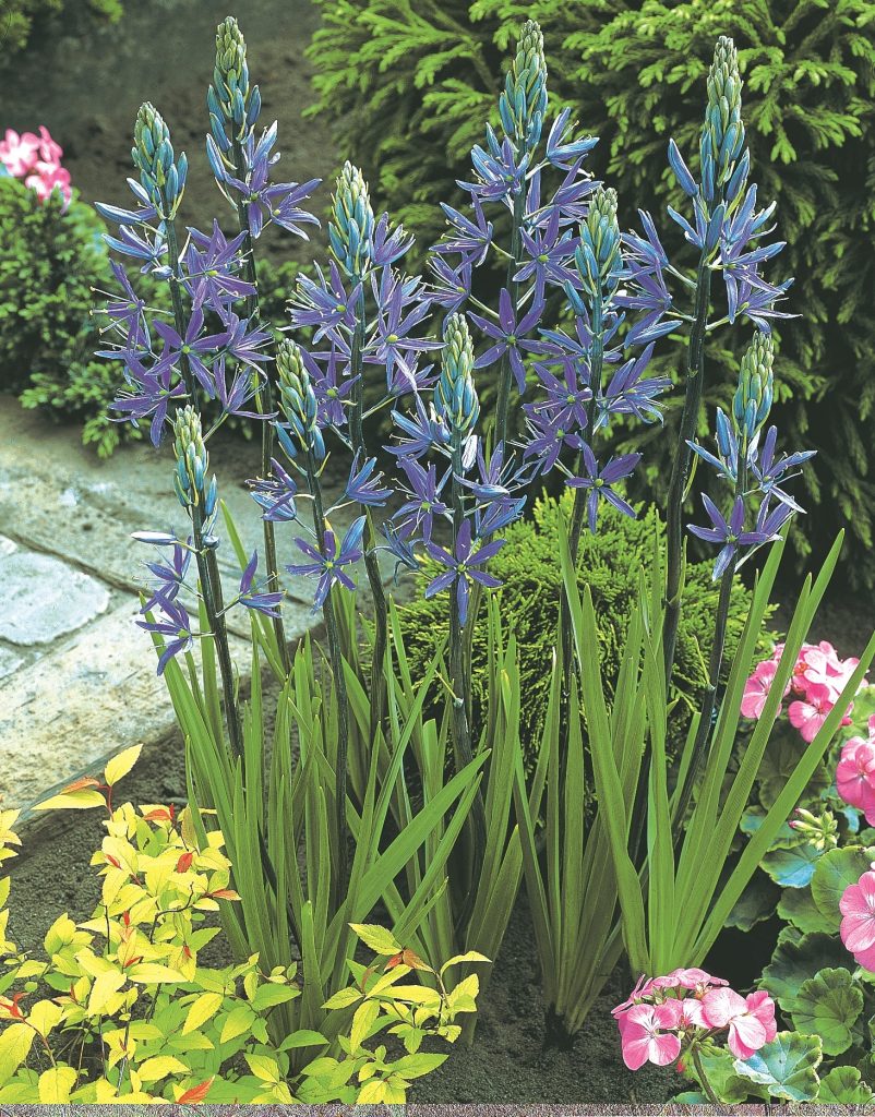 leichtlinii Caerulea