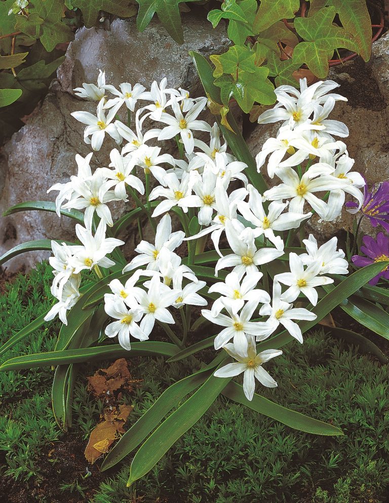 Chionodoxa luciliae Alba, pure white stars