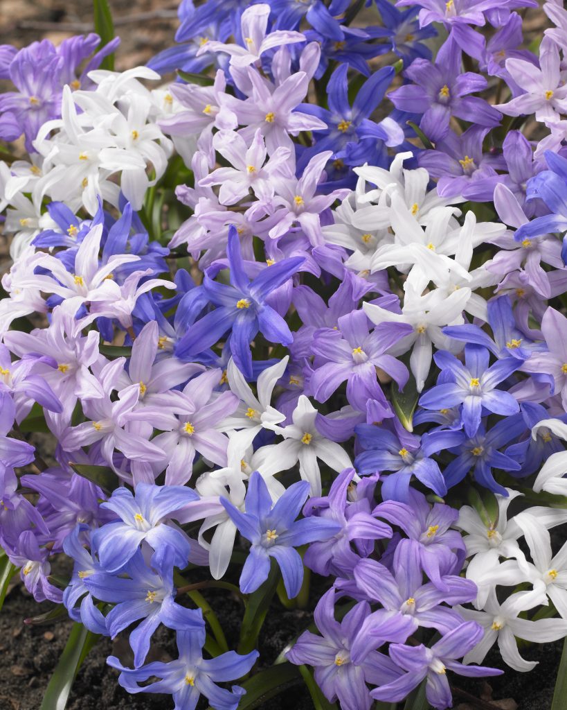Chionodoxa, glory of the snow in clear blue