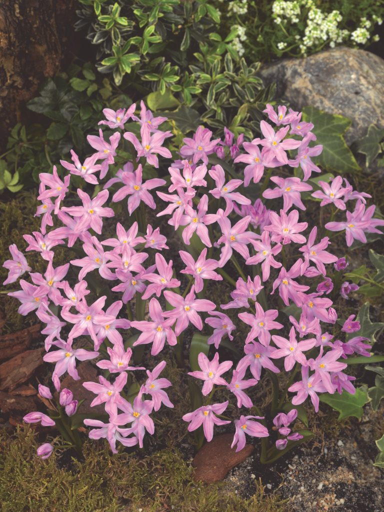 Chionodoxa Rose Queen spreading in a border