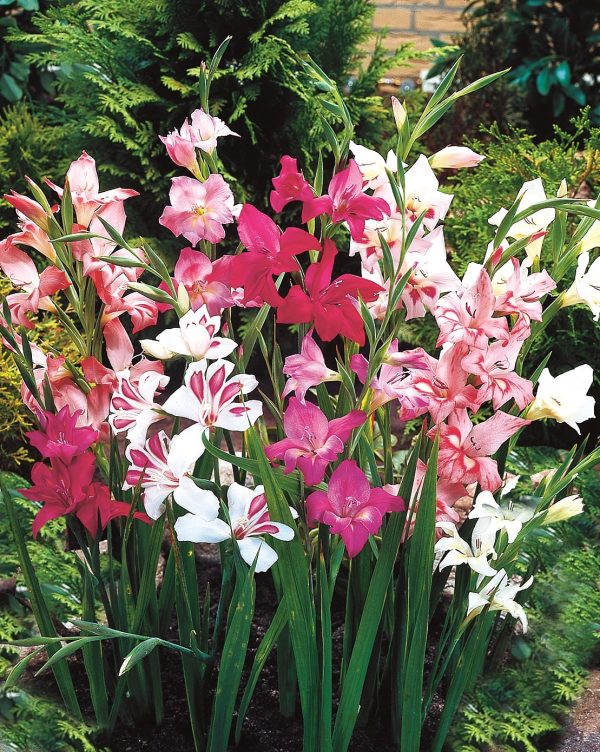 nanus Mixed varieties