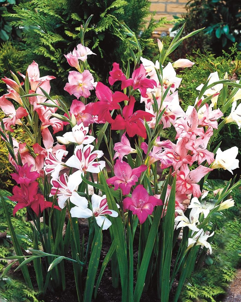 Dwarf gladiolus nanus Mixed, spikes in mixed colours