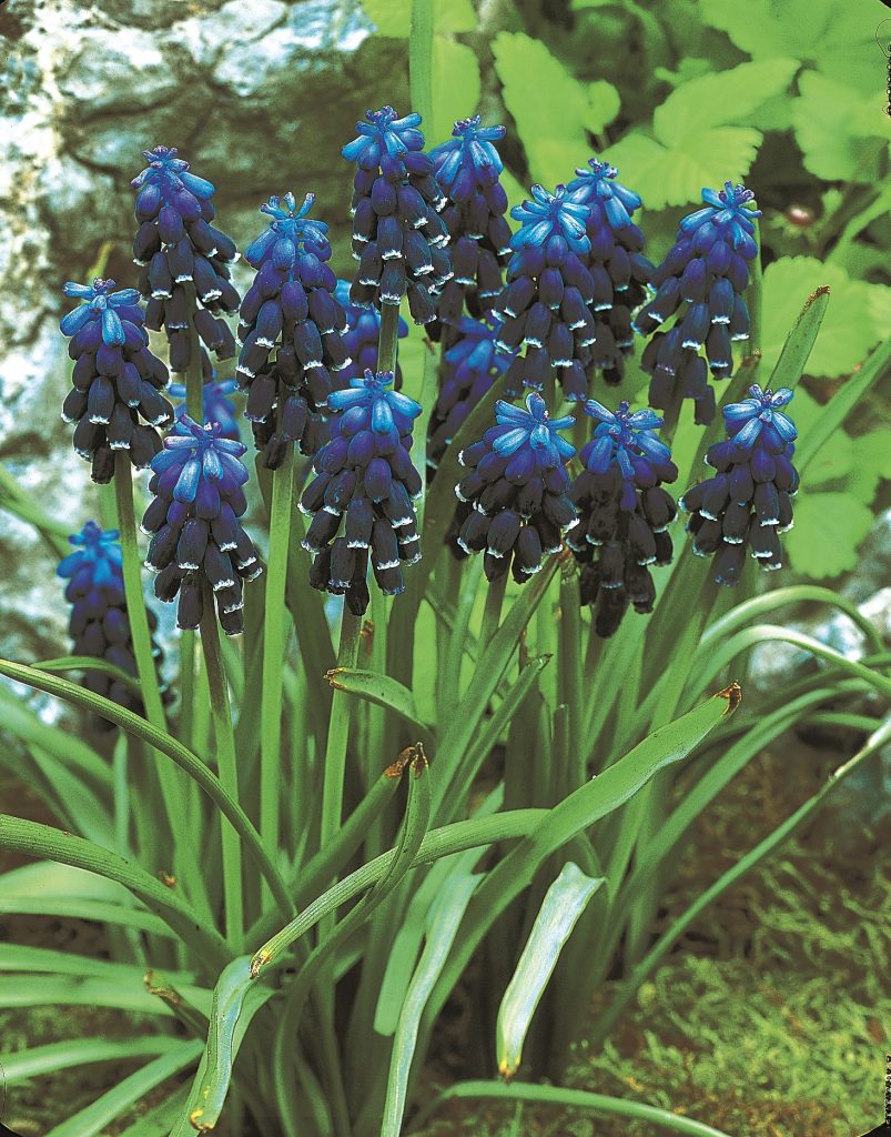 Muscari Neglectum, deep purple almost black bells rimmed with silver