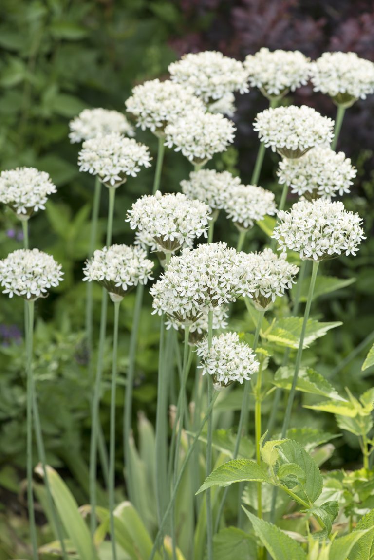Allium nigrum