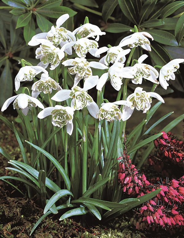 nivalis flore pleno