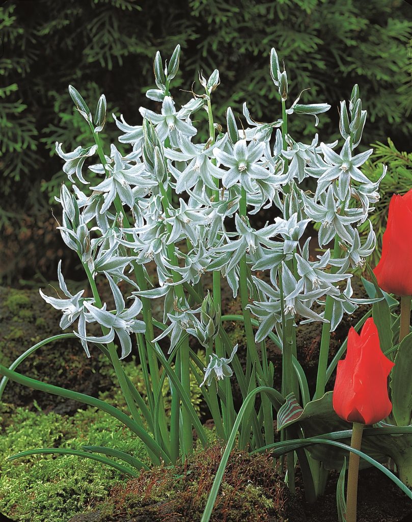 Ornithogalum nutans, silvery nodding bells