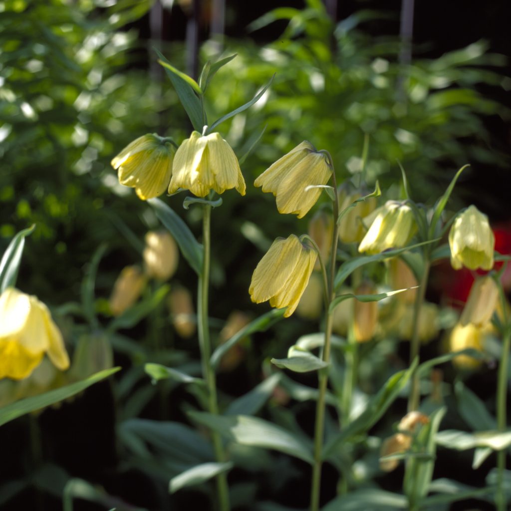 pallidiflora
