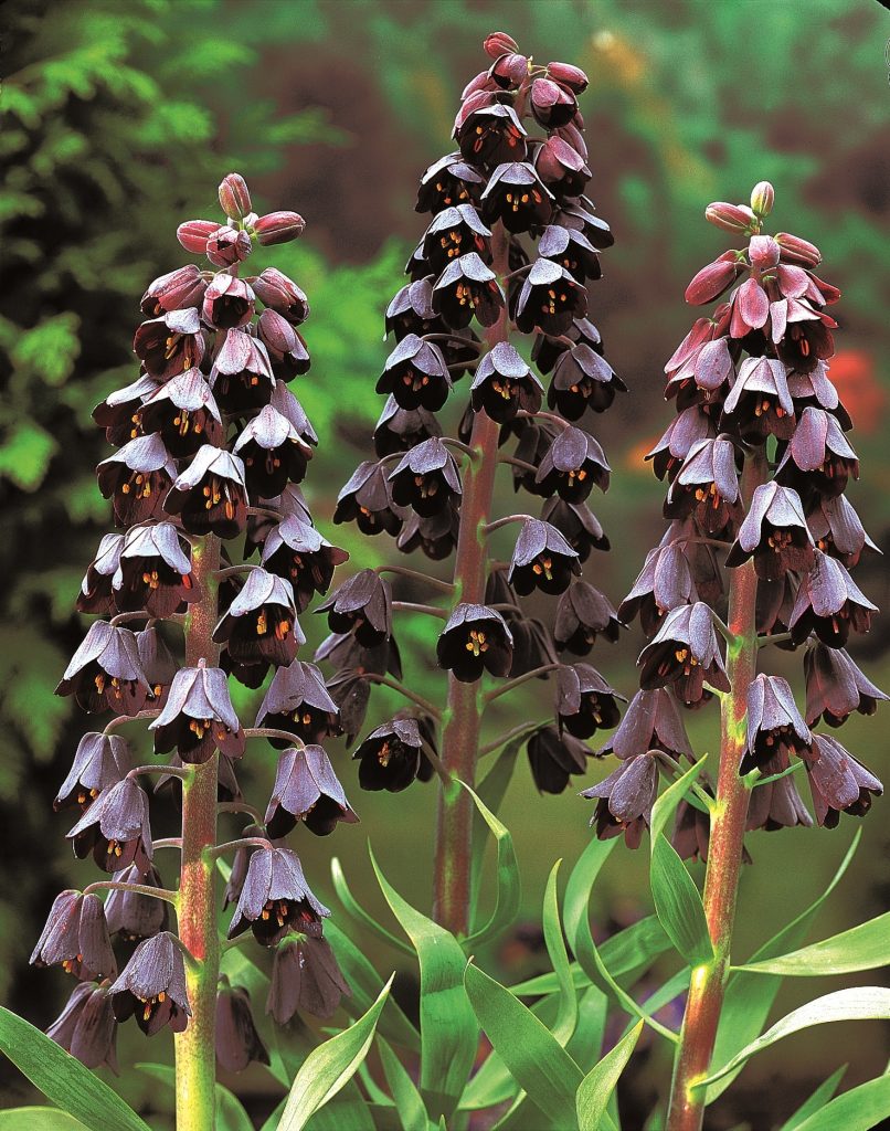 persica Adiyaman