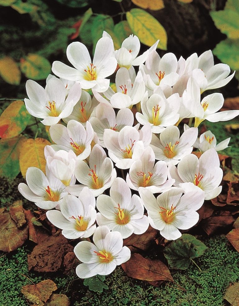Autumn crocus pulchellus Zephyr, white with a brilliant orange throat