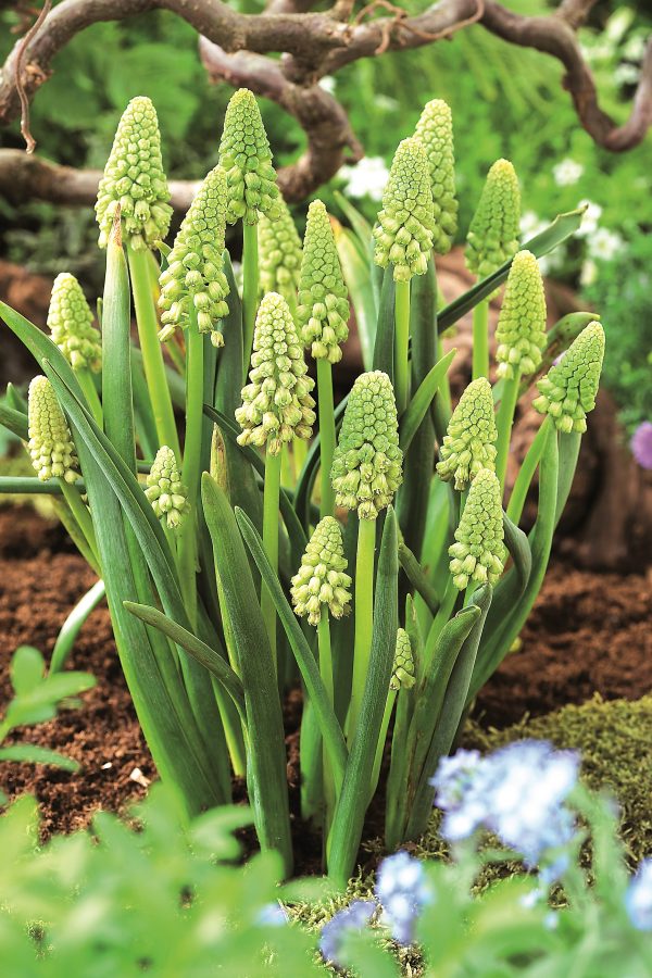 pycantha Green Pearl