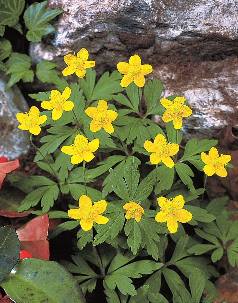 ranunculoides