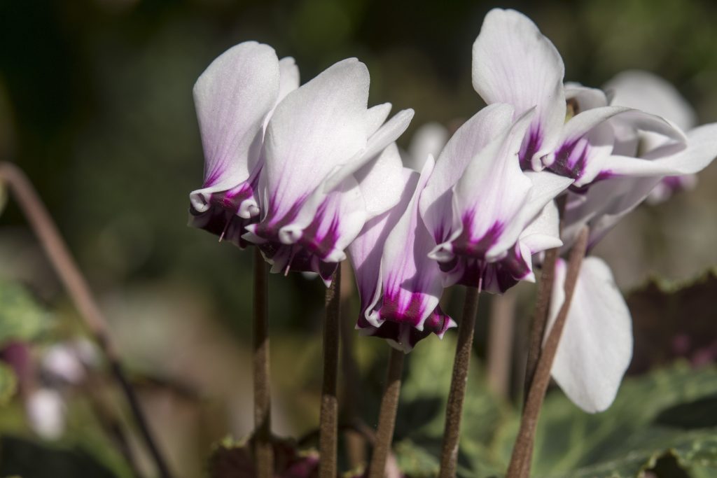 repandum Album