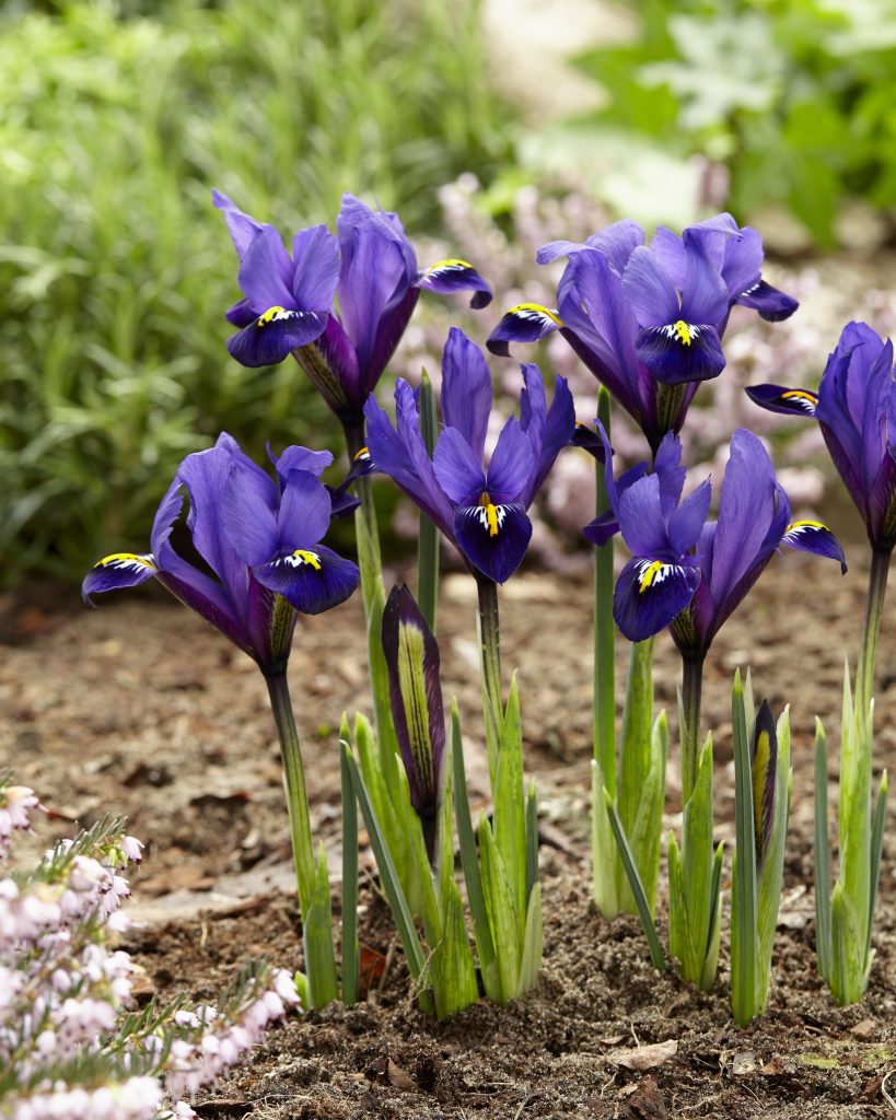 reticulata Blue Hill