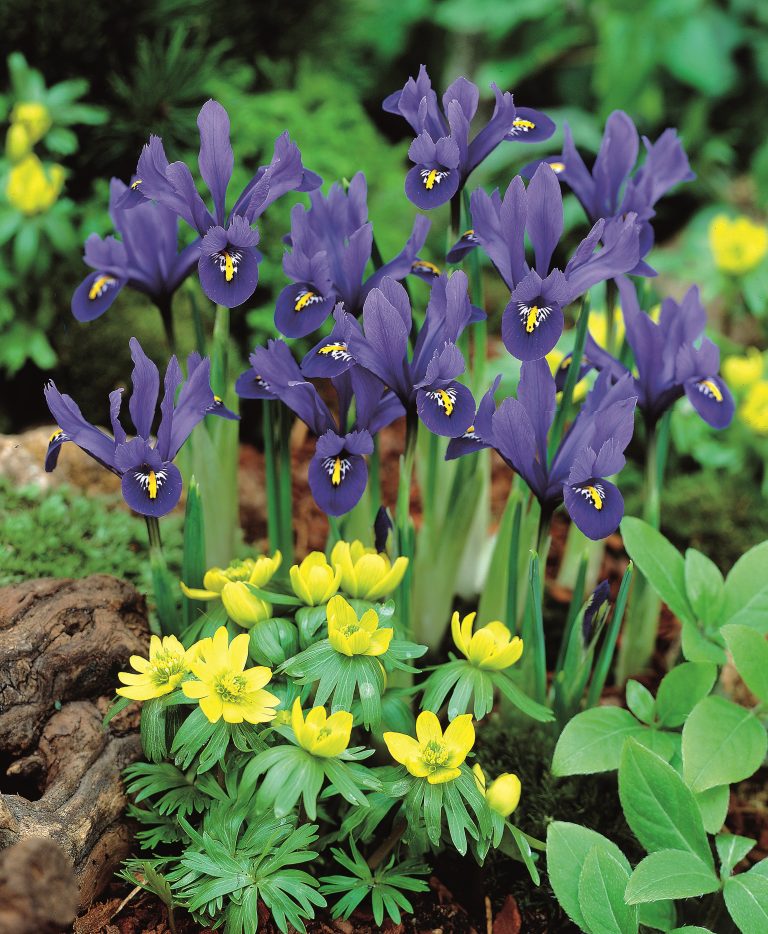 Iris reticulata Harmony, a dwarf iris for a cold windowsill in February