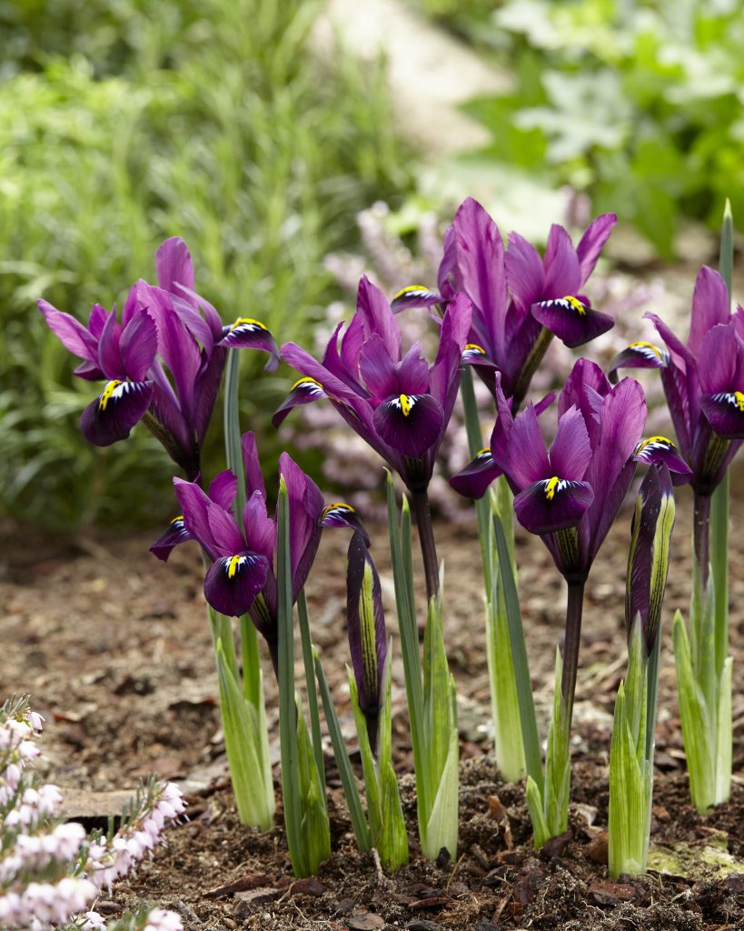 reticulata Purple Hill