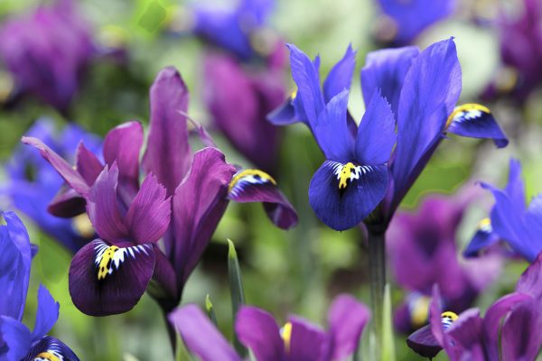 reticulata Purple Hill & Blue Hill Mix