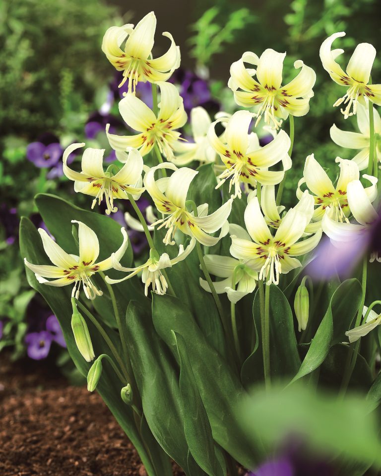 Erythronium revolutum White Beauty, swept back white lily-like flowers