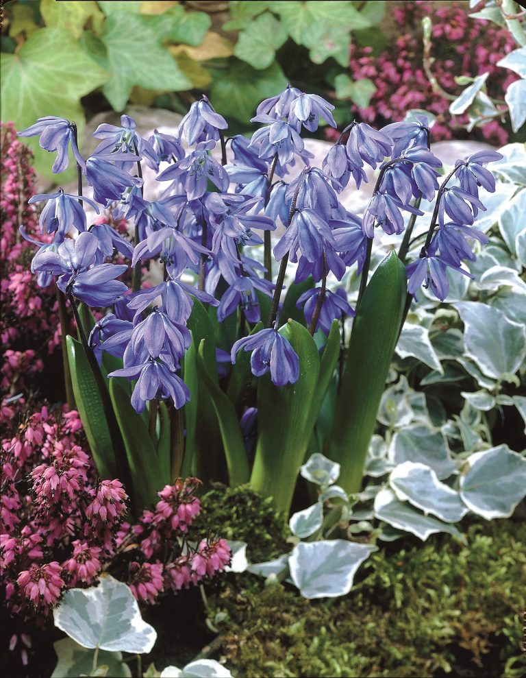 Scilla siberica in deep blue