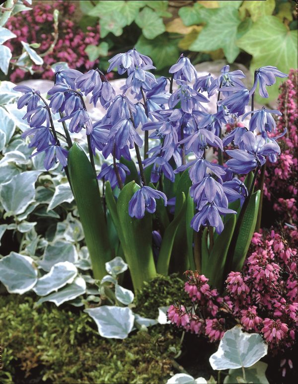 siberica Spring Beauty