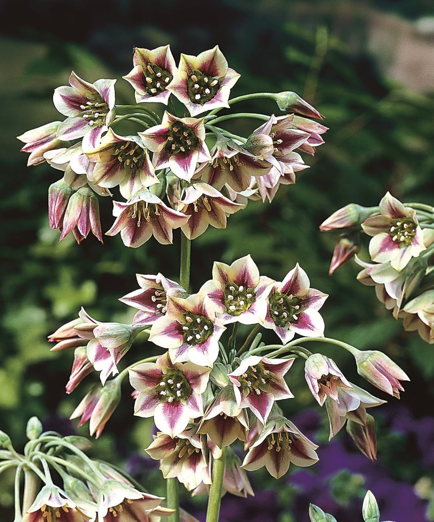 siculum