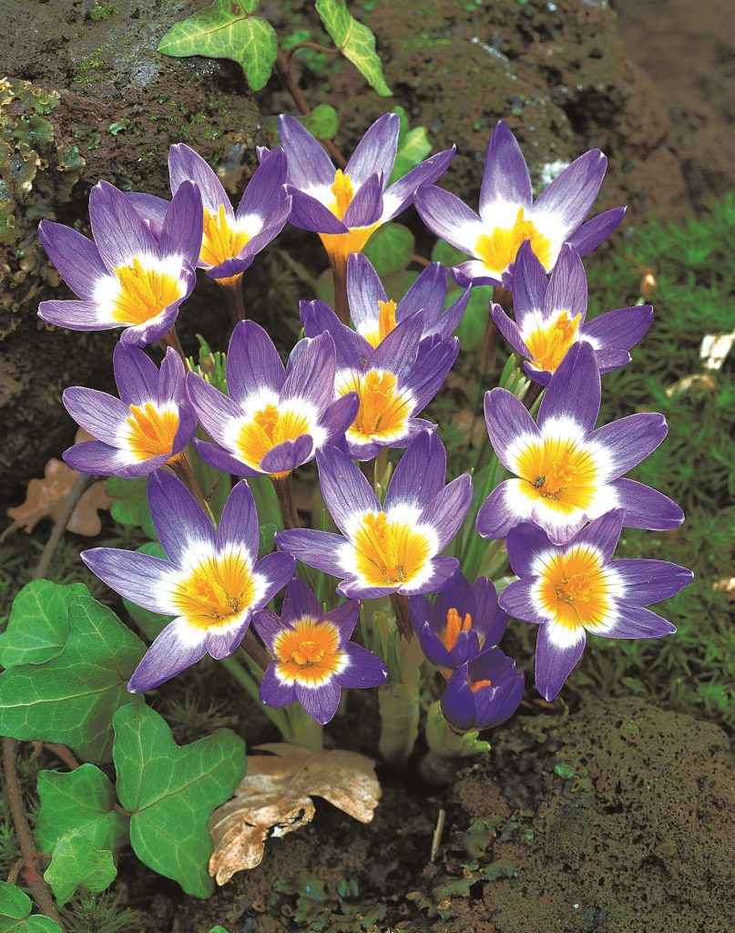 sieberi sublimis tricolor