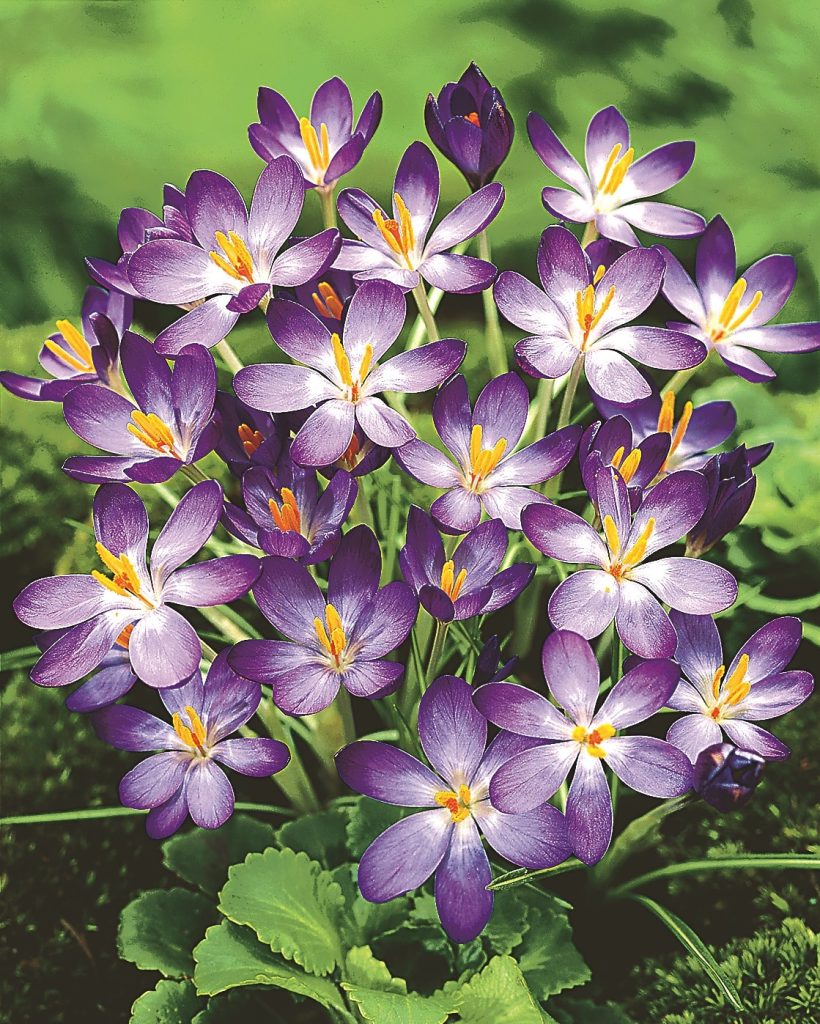 tommasinianus Barr's Purple