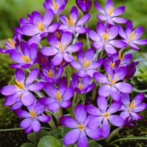 tommasinianus Whitewell Purple
