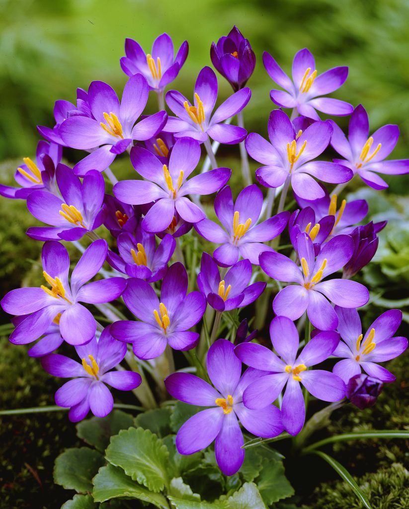 tommasinianus Whitewell Purple