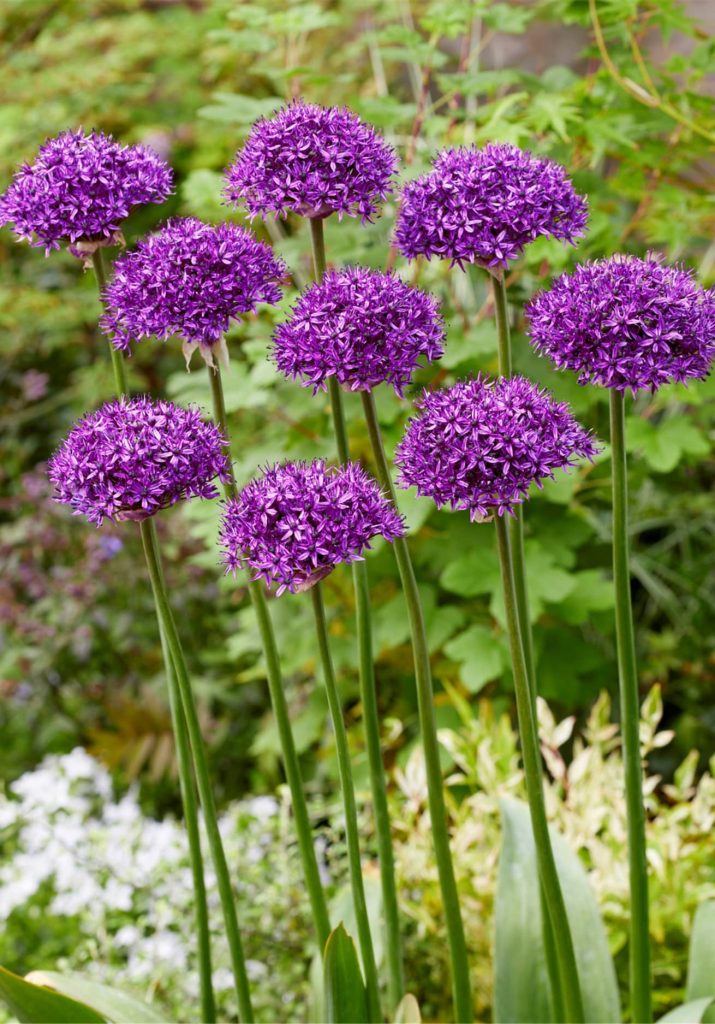 Allium Chicago