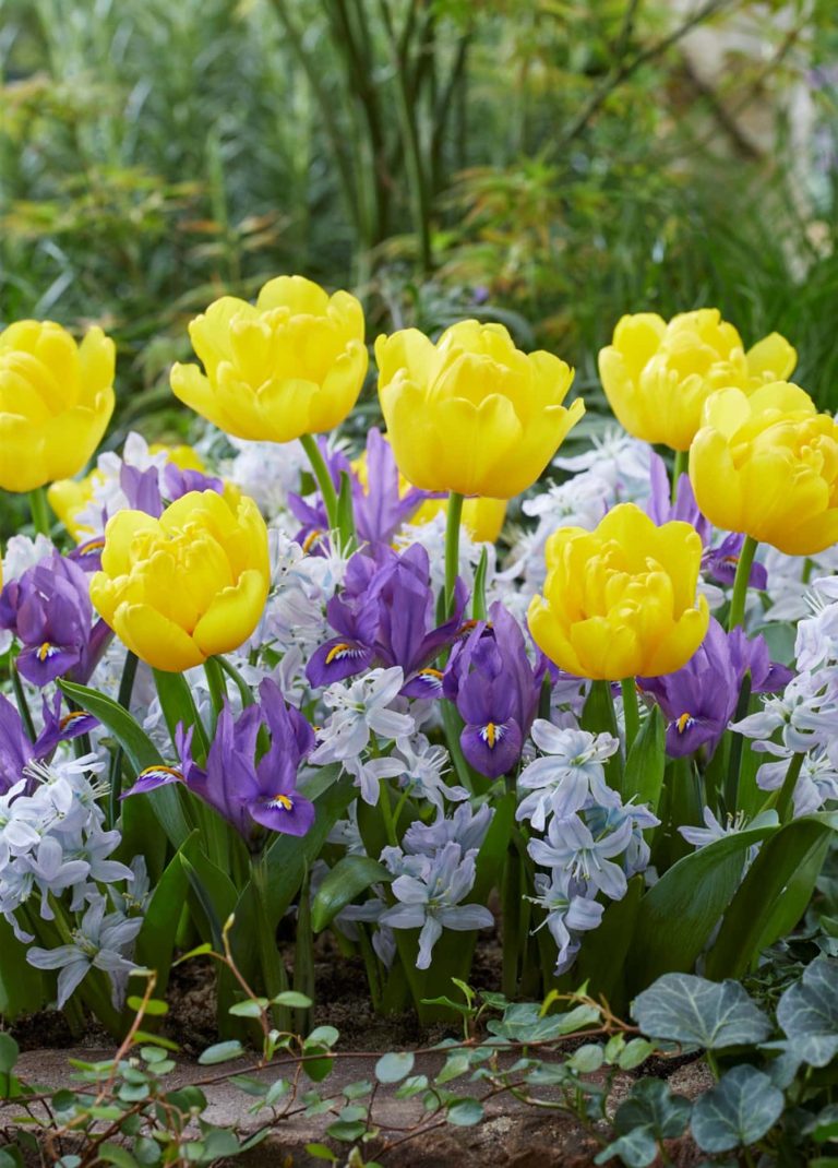 Mixed Spring Collection, three bulbs flowering one after another