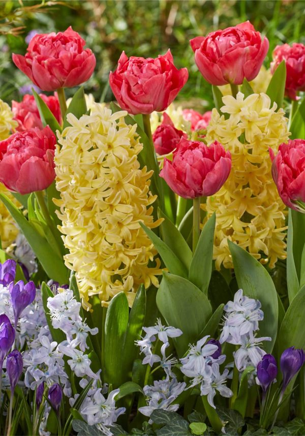 Spring Flowering Collection