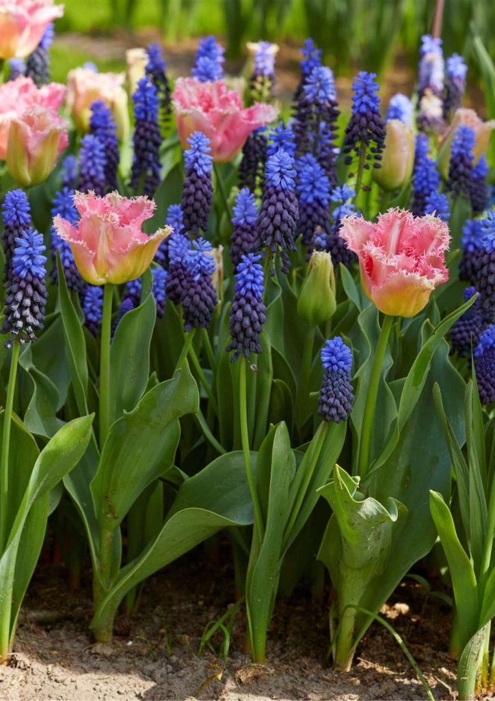 Tulip Muscari Collection - Huis ten Bosch and neglectum