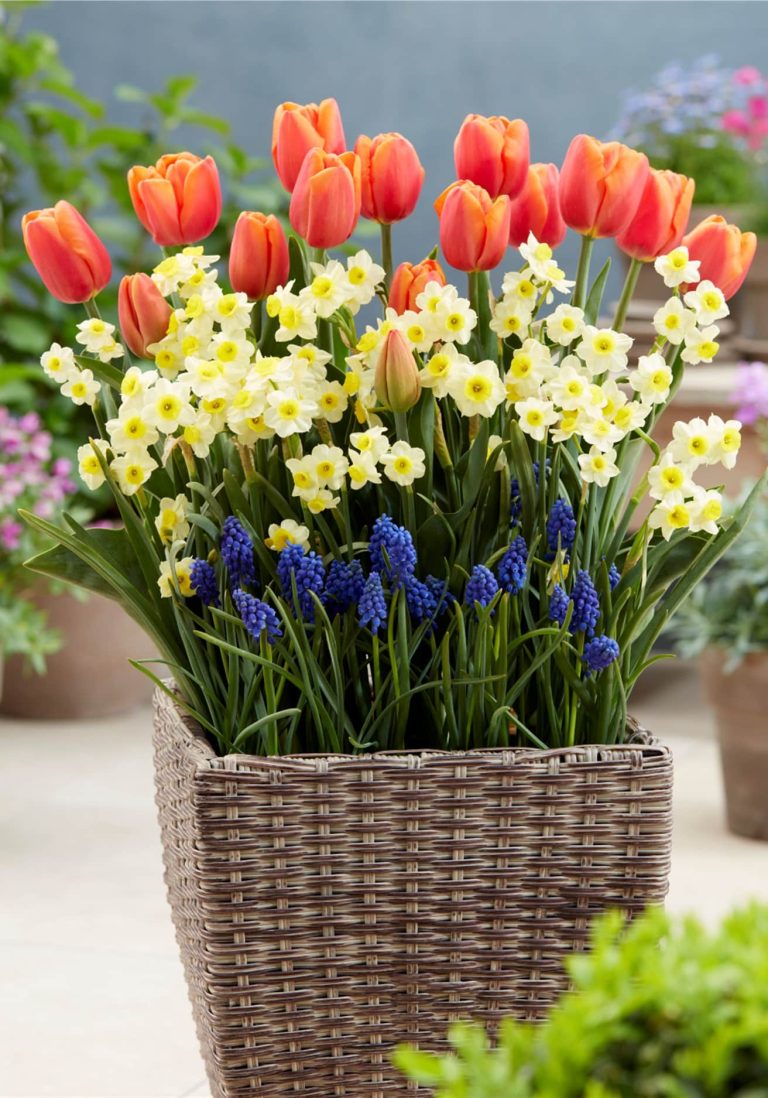 A three layer planting in a basket, tulip over narcissi over muscari