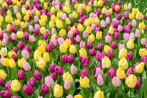 The Prince Collection tulips