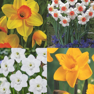 Daffodils and narcissi to flower alongside tulips