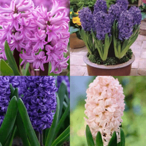 Bloms Named Varieties Garden Collection (15 in 5 varieties)
