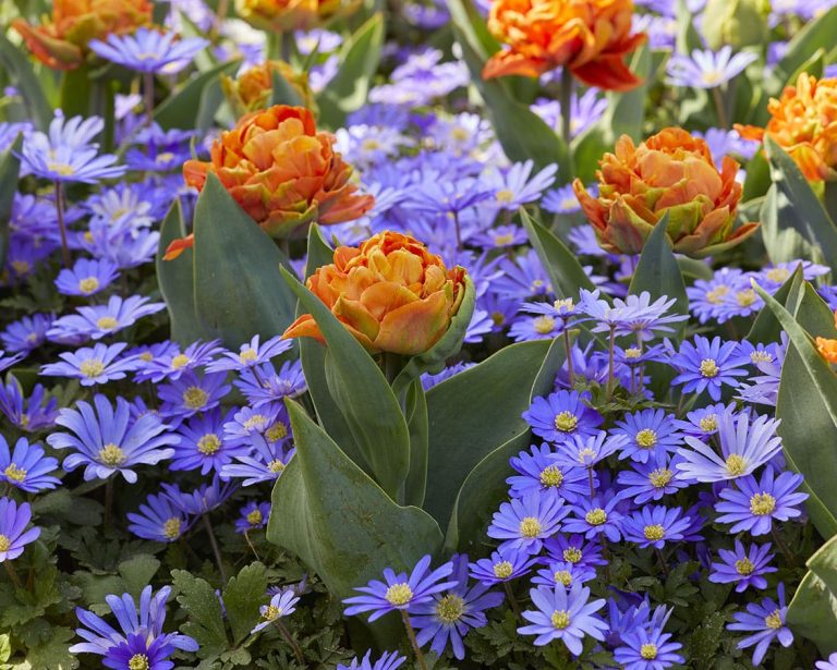 Tulip Lorenzo rising through a haze of blue anemone blanda