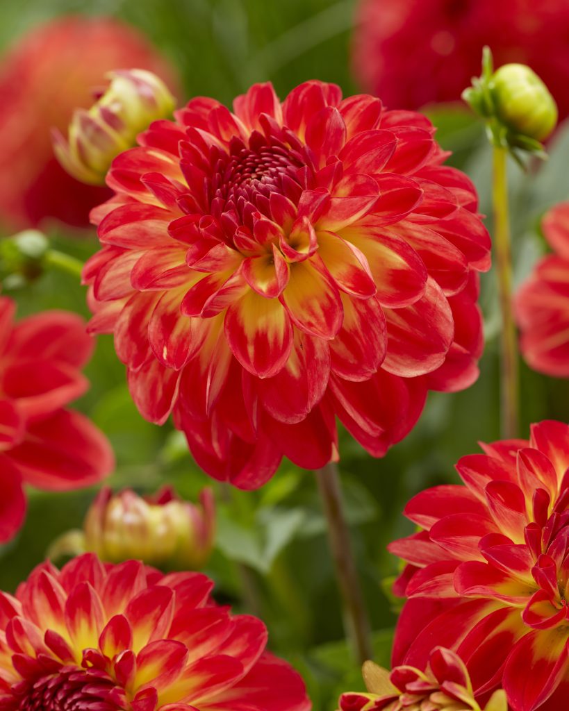 Floriade