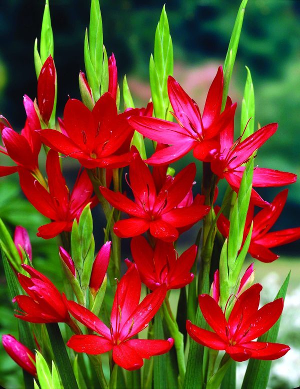 Coccinea