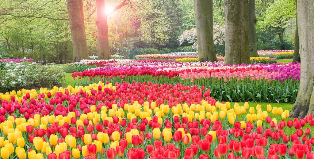A spring border planted with tulips in full flower