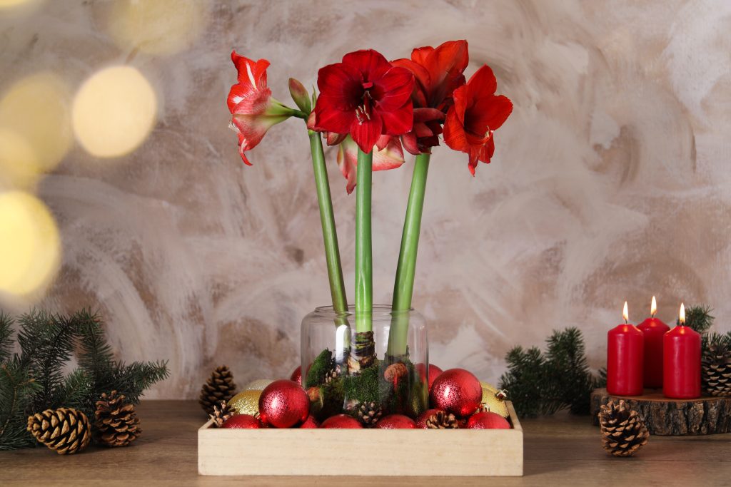 Red amaryllis flowers in glass vase with Christmas ornaments, pinecones, and candles on wooden table.