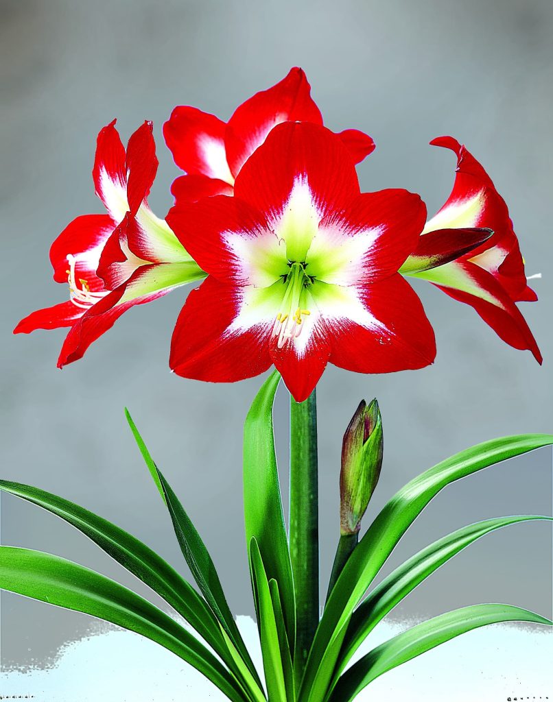 Amaryllis Tres Chic, deep blood red florets with a white blaze rising from a green centre